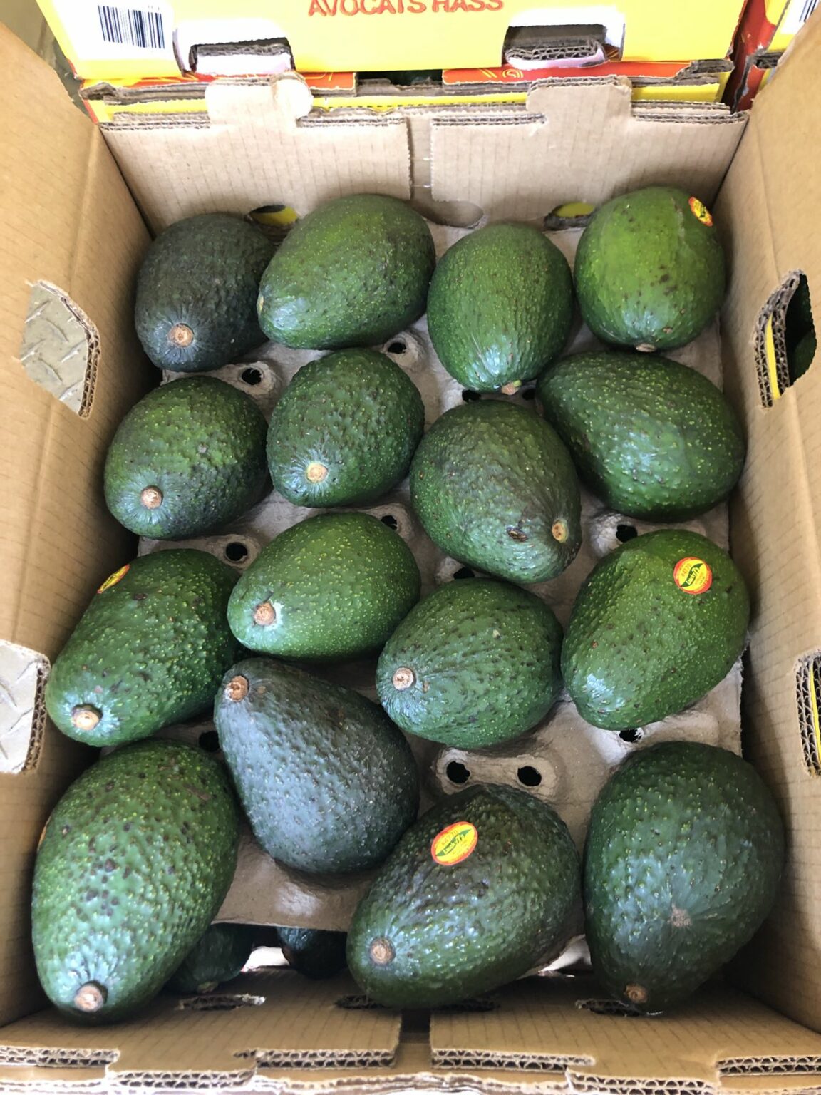 Hass avocado - Mart31