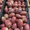 Fresh Cactus pear  (prickly pear )
