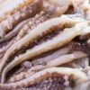 frozen squid tentacles 1lB