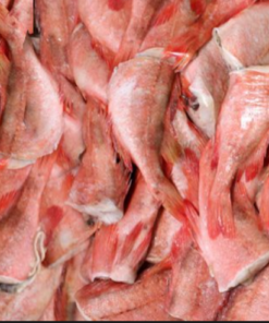 Sea food Frozen red fish wild caught